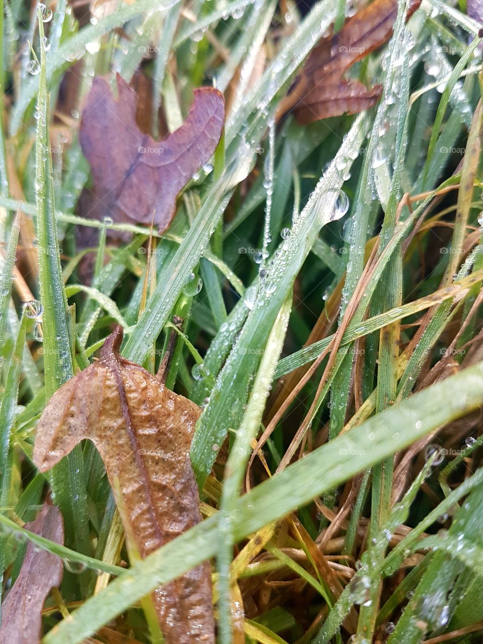 colours of automn leaves and dew