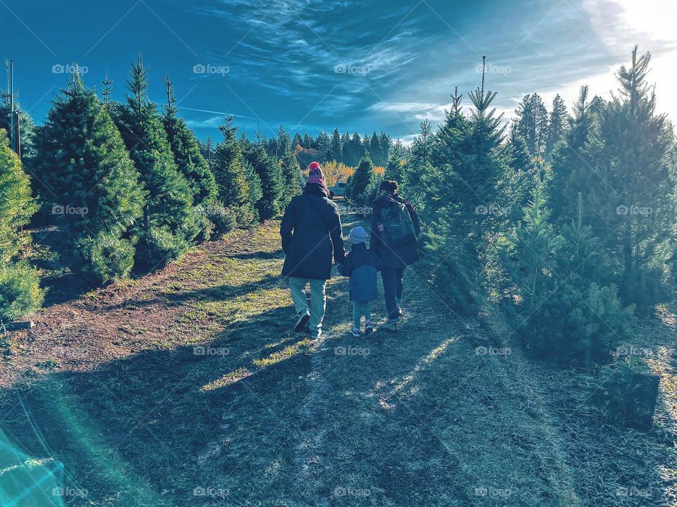 Walking in the forest to find a tree for the holidays, searching for the perfect tree, finding a tree for Christmas in California, walking with Mommy in a Christmas tree farm