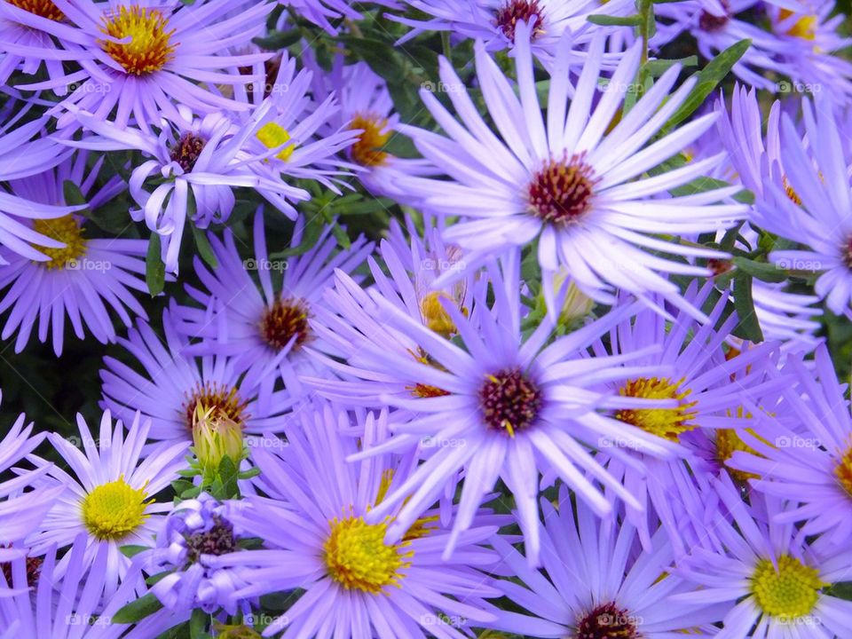 NEW YORK CITY HIGH LINE PARK PURPLE FLOWER MACRO