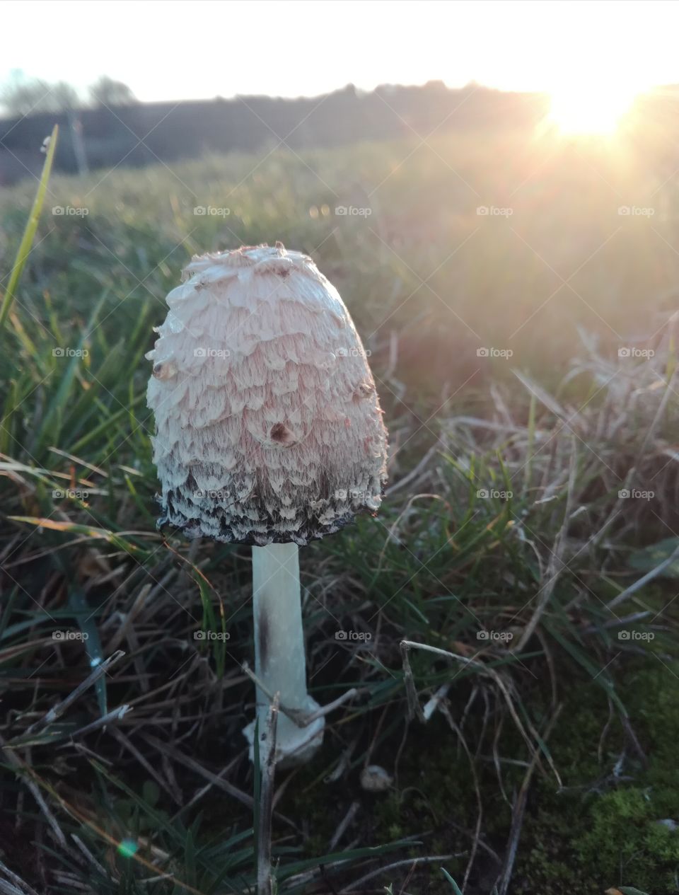 champignon, mushroom
