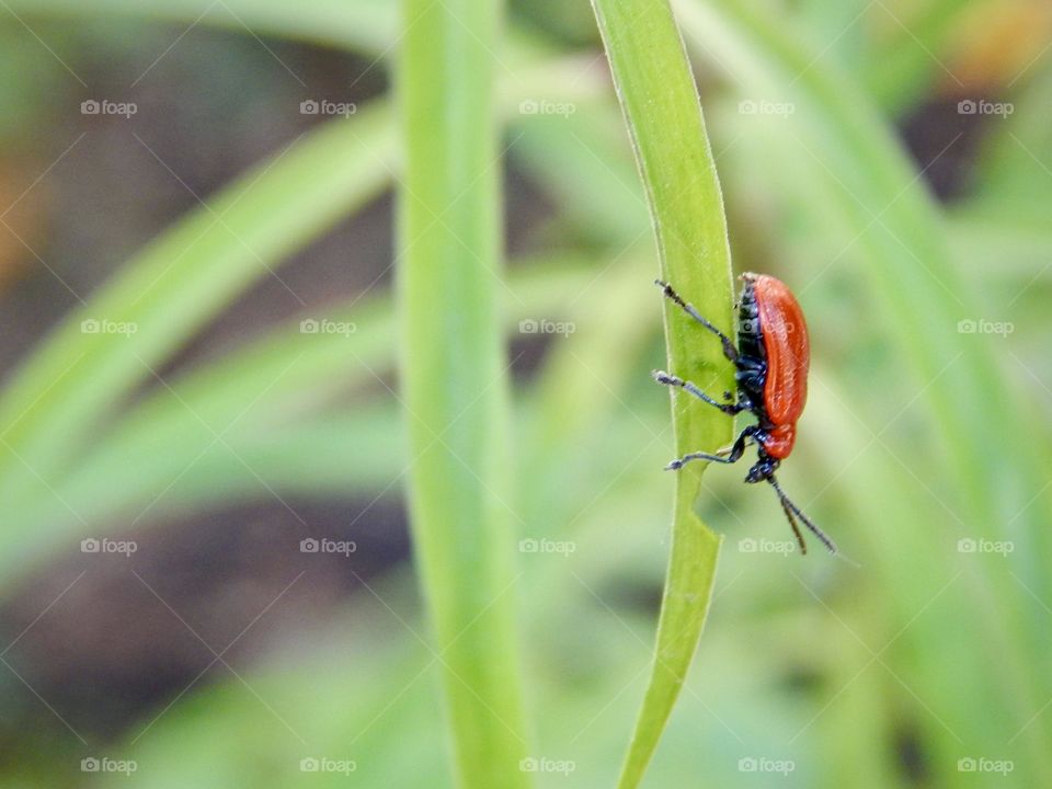 Red beetle on a green grass, macro insect 