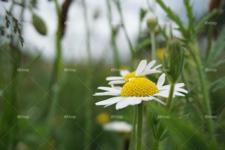 Little daisy growing in the long grass 