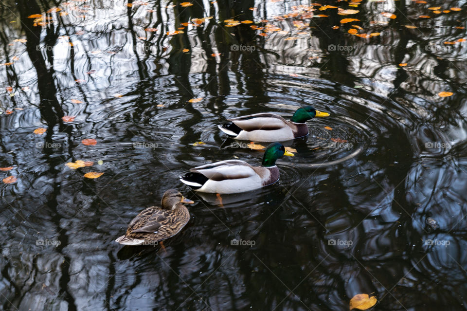 Three ducks swimming in a lake 