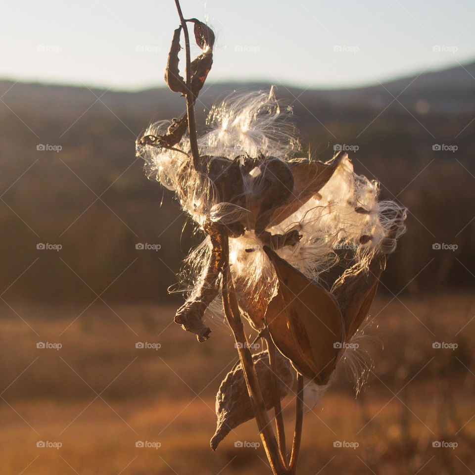 A milkweed at golden hour. Warmth and golden color in the setting sun during autumn in New England 2022.