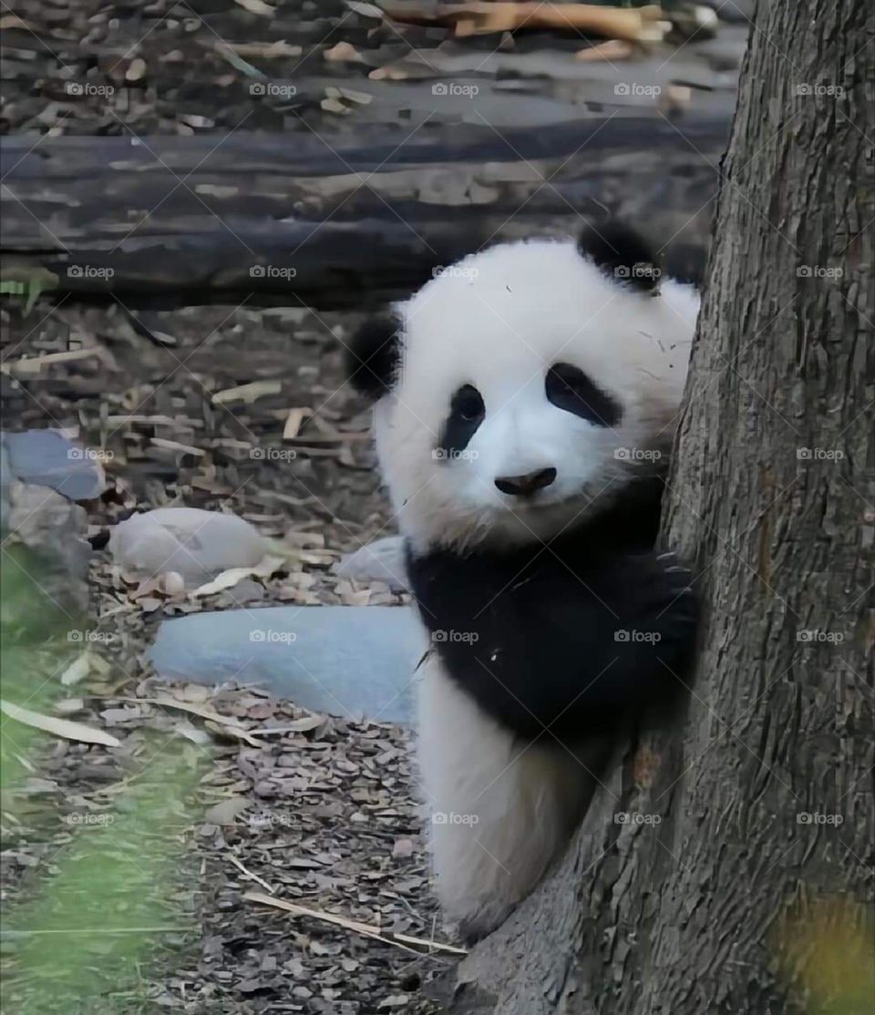 Baby Panda