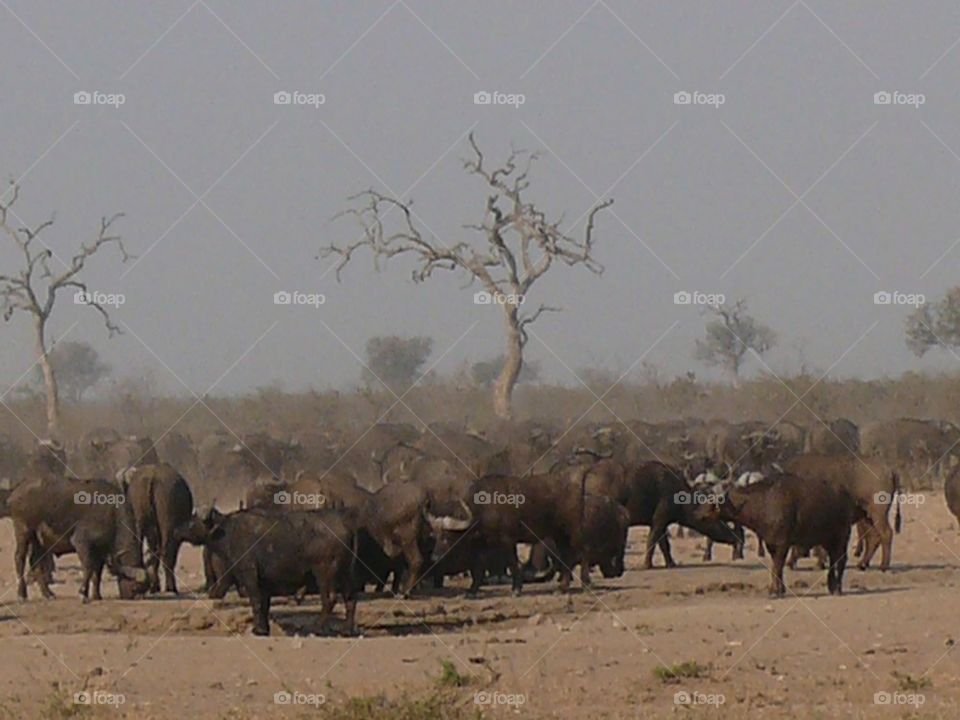 Buffalo herd afternoon