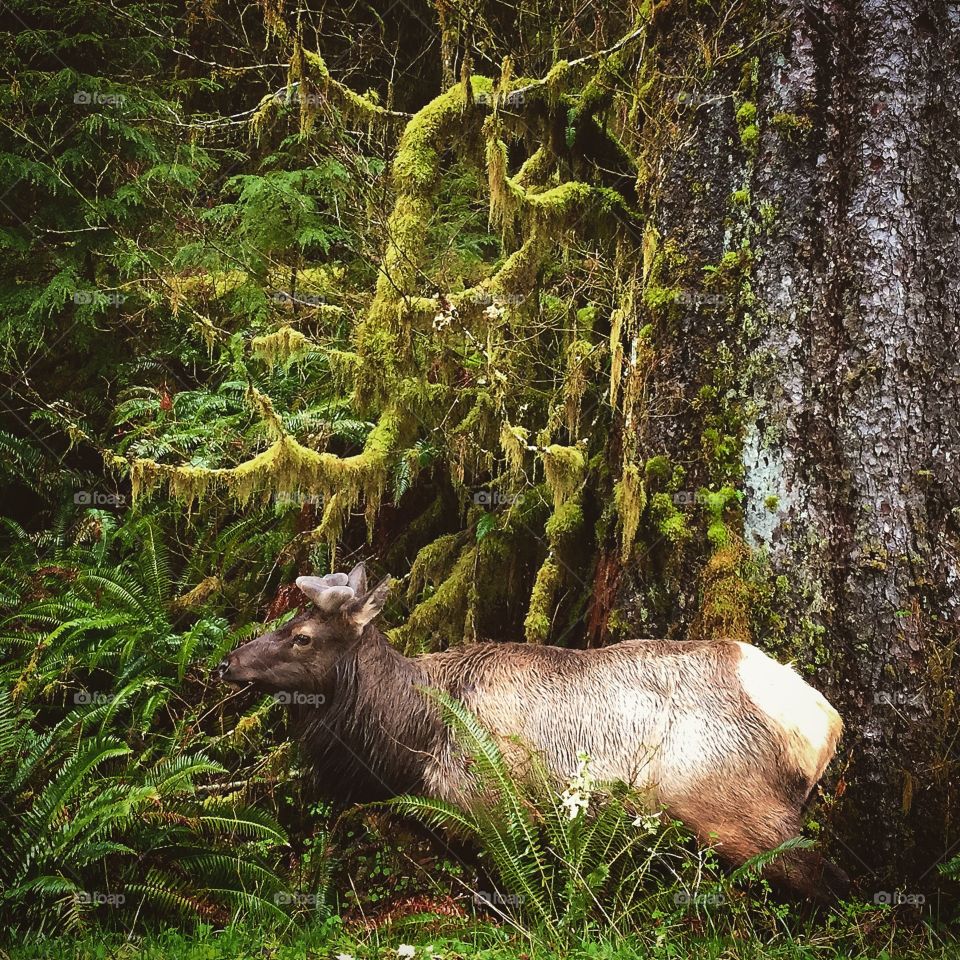 Rainforest elk 