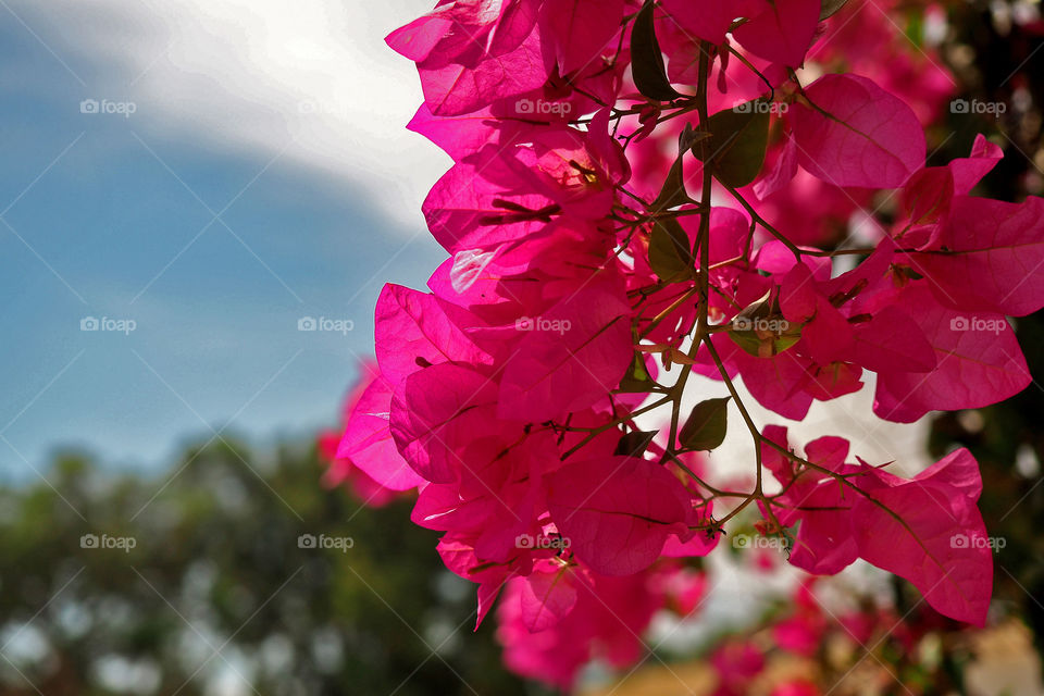 Pink bougainvillea flowers blooming in garden