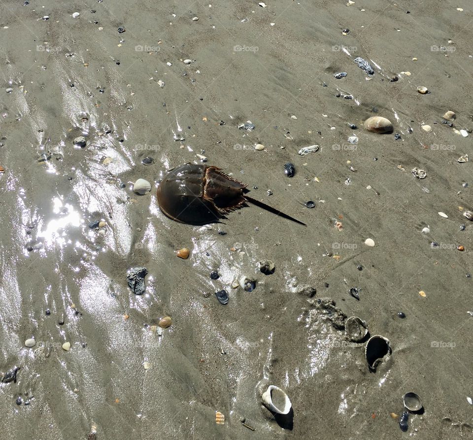 American Horseshoe Crab photographed on Emerald Isles Beach in North Carolina