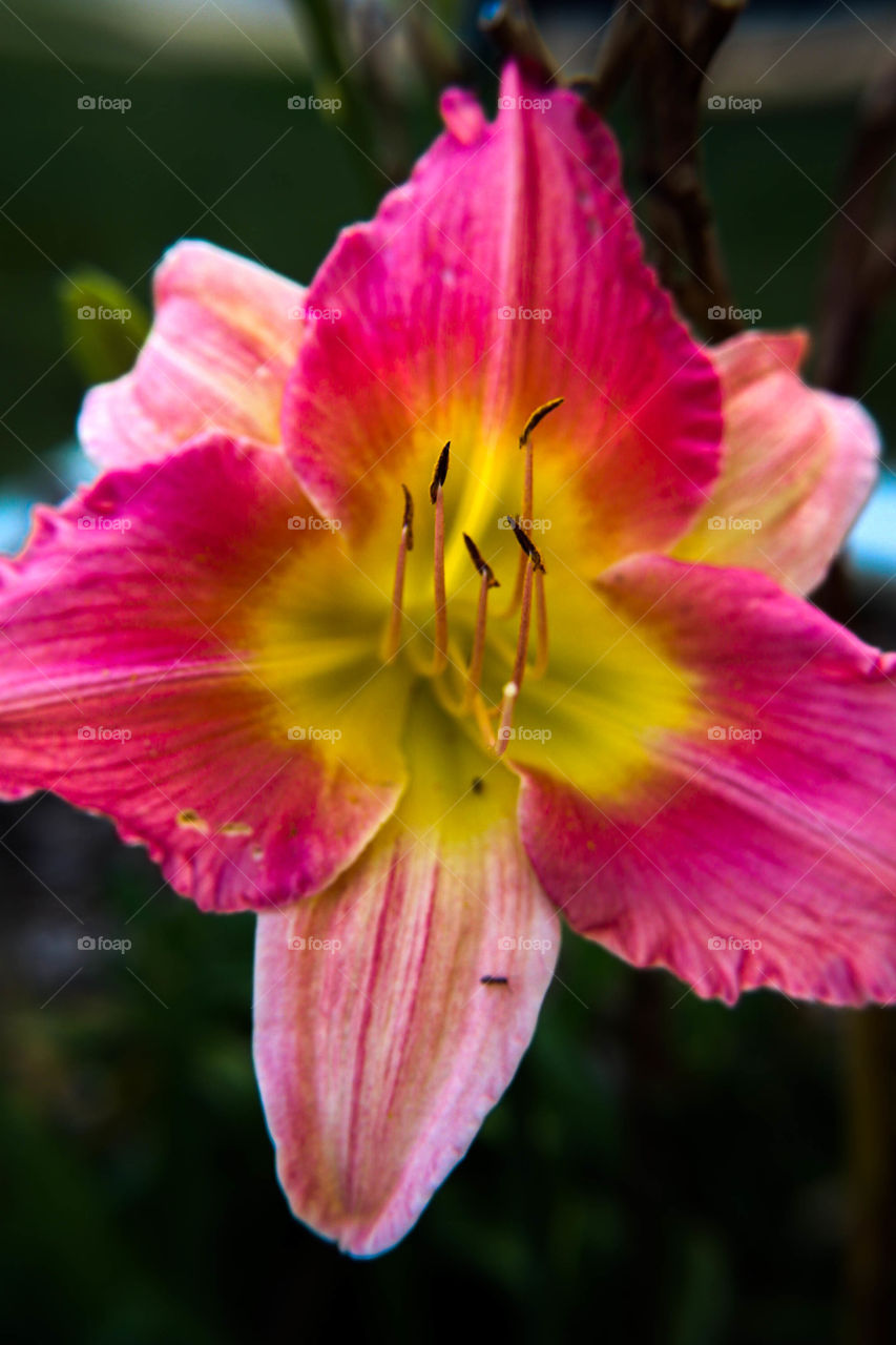 pink and yellow flower