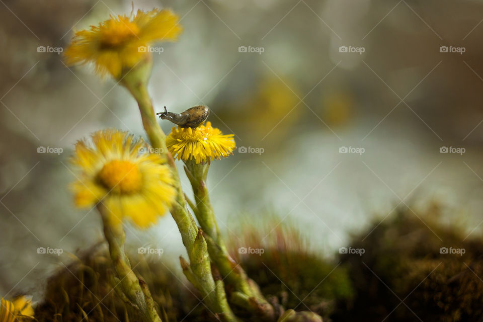 dandelion snail