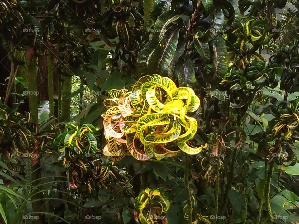 Plant growing on a tree. Colorful and interesting shape.