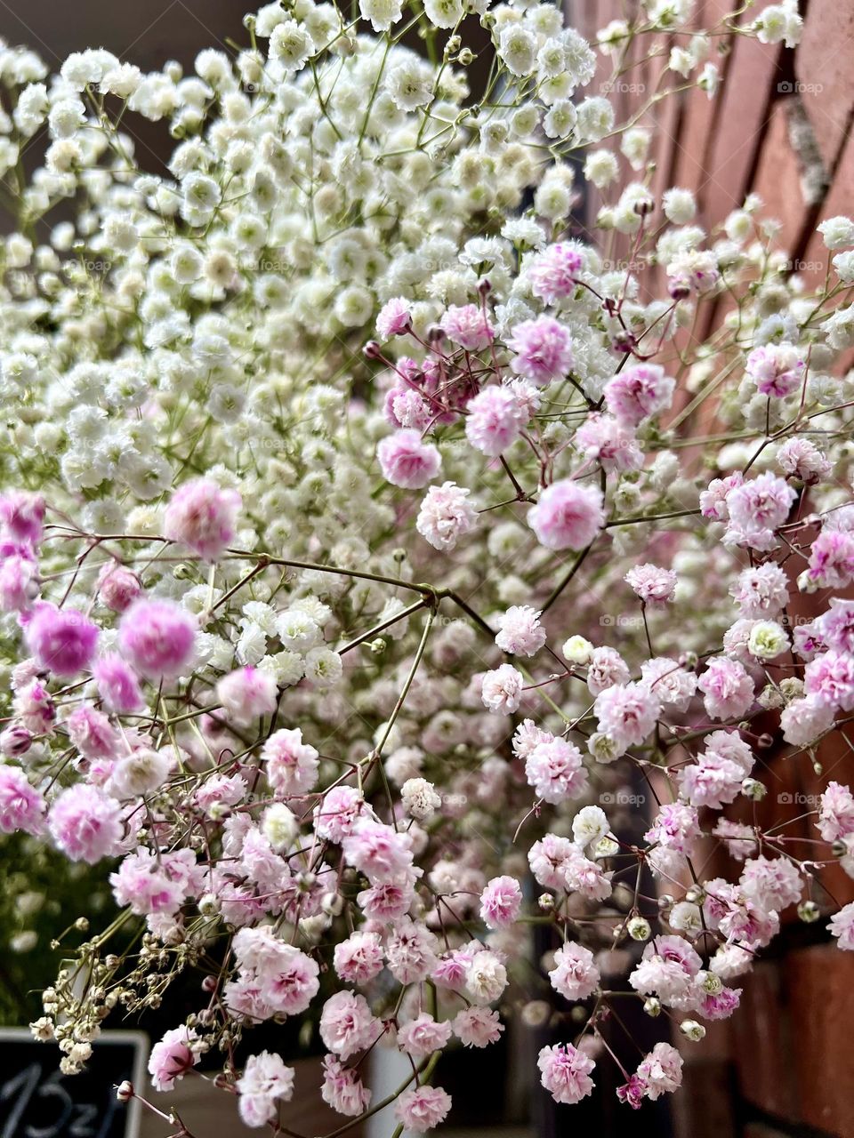 Delicate gypsophila