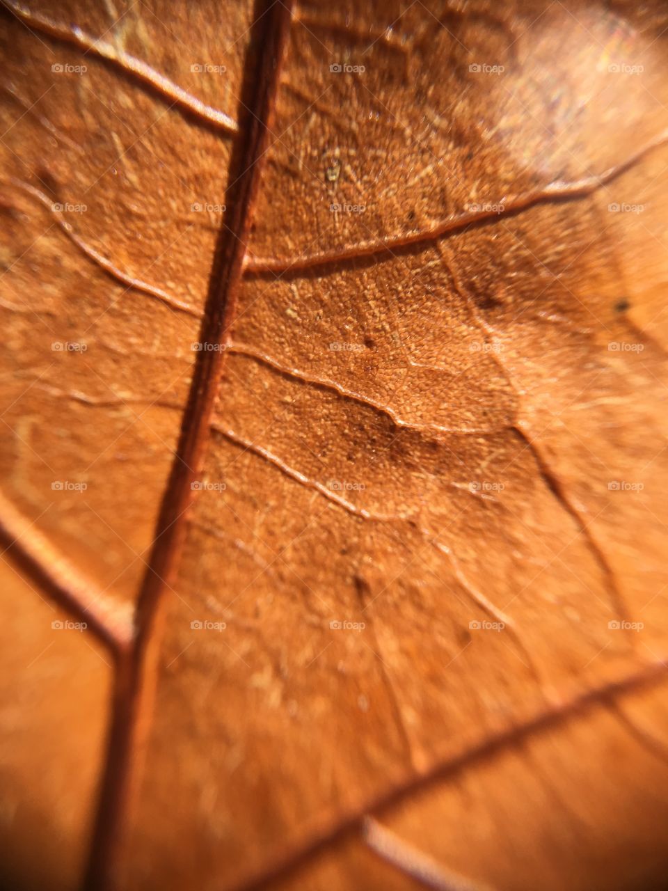 Light brown oak leaf