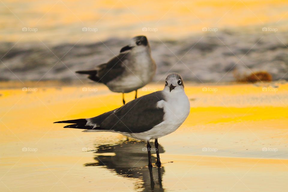 Birds on beach