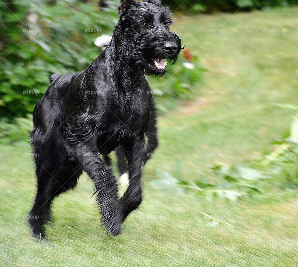 Life in Motion - A black Portuguese Water Dog  in motion runs full blast after children who were playing with him 