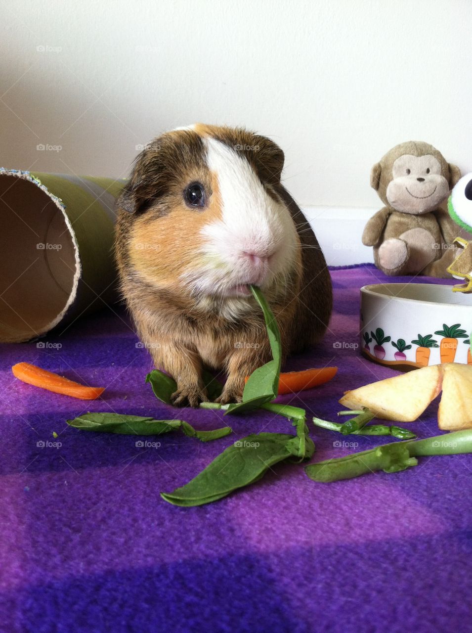 Playful and mischievous guinea pig . Love guinea pigs 
