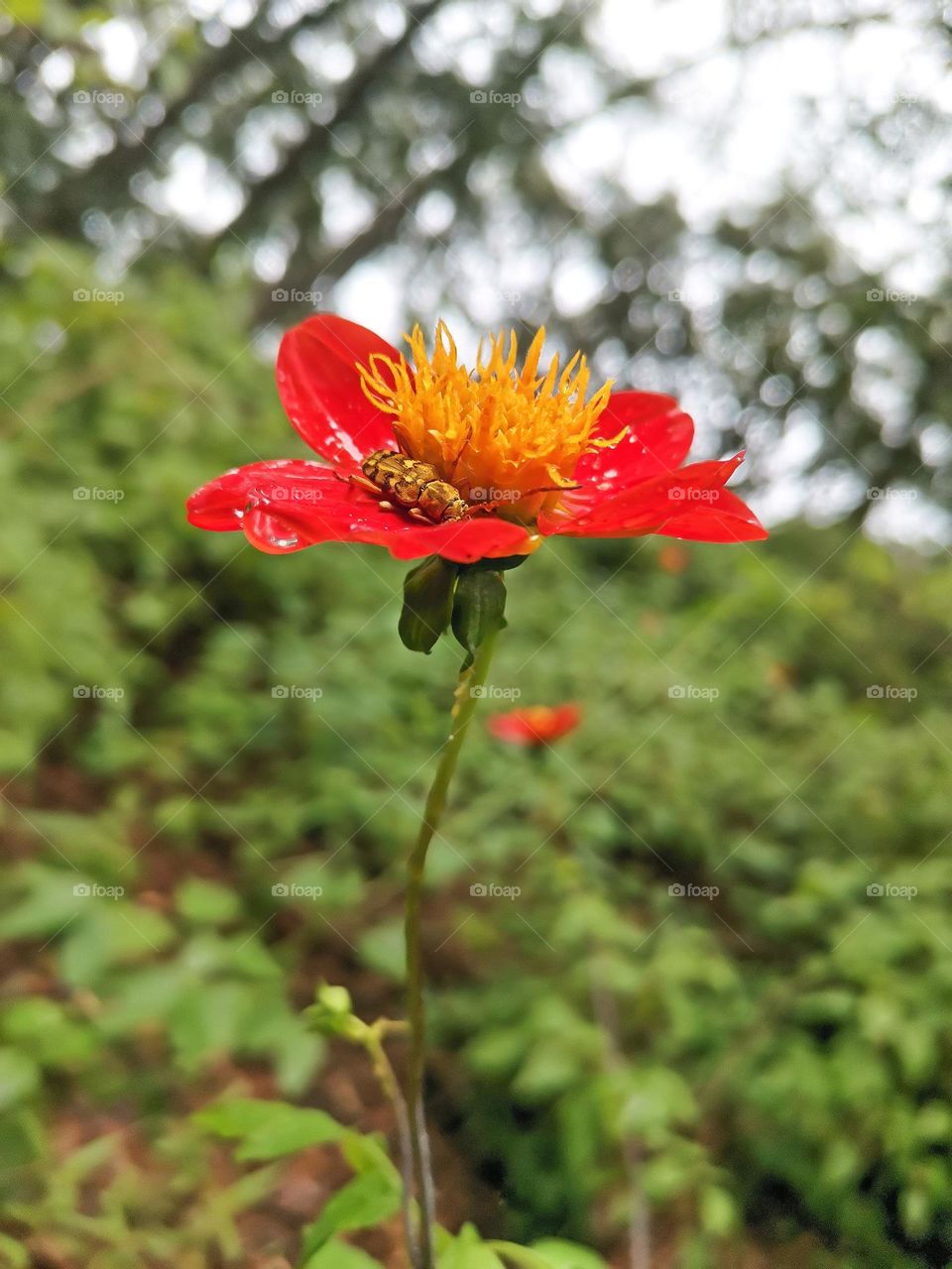 sleeping after the rain