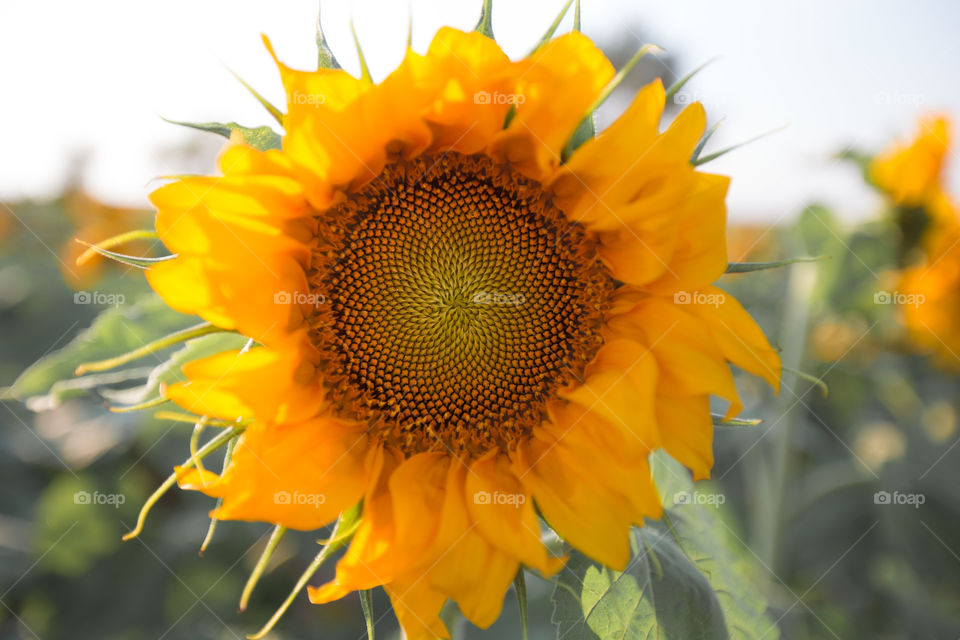 Sunflower 