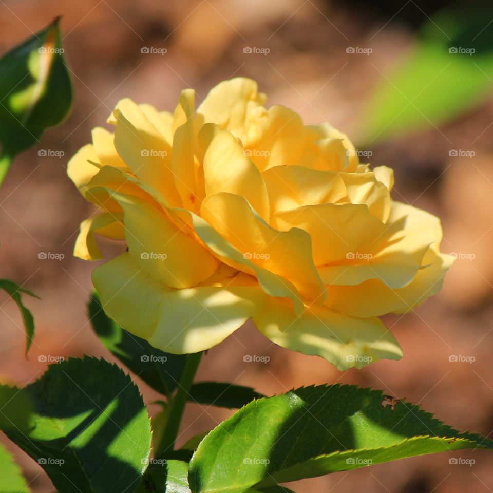 The beautiful layers of a yellow rose being kissed by the sun 