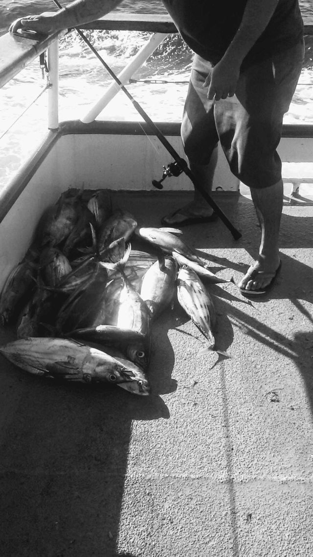 pile of fish