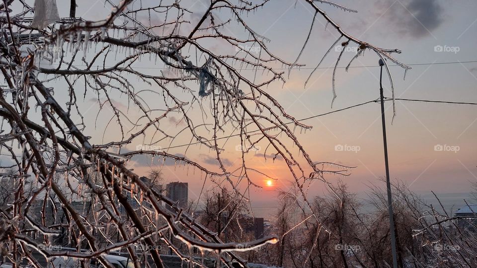 Icy trees in a pink sunset