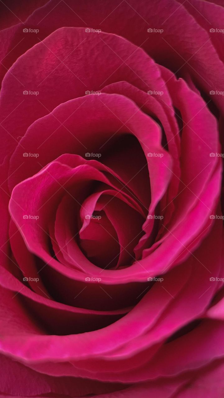 macro pink rose