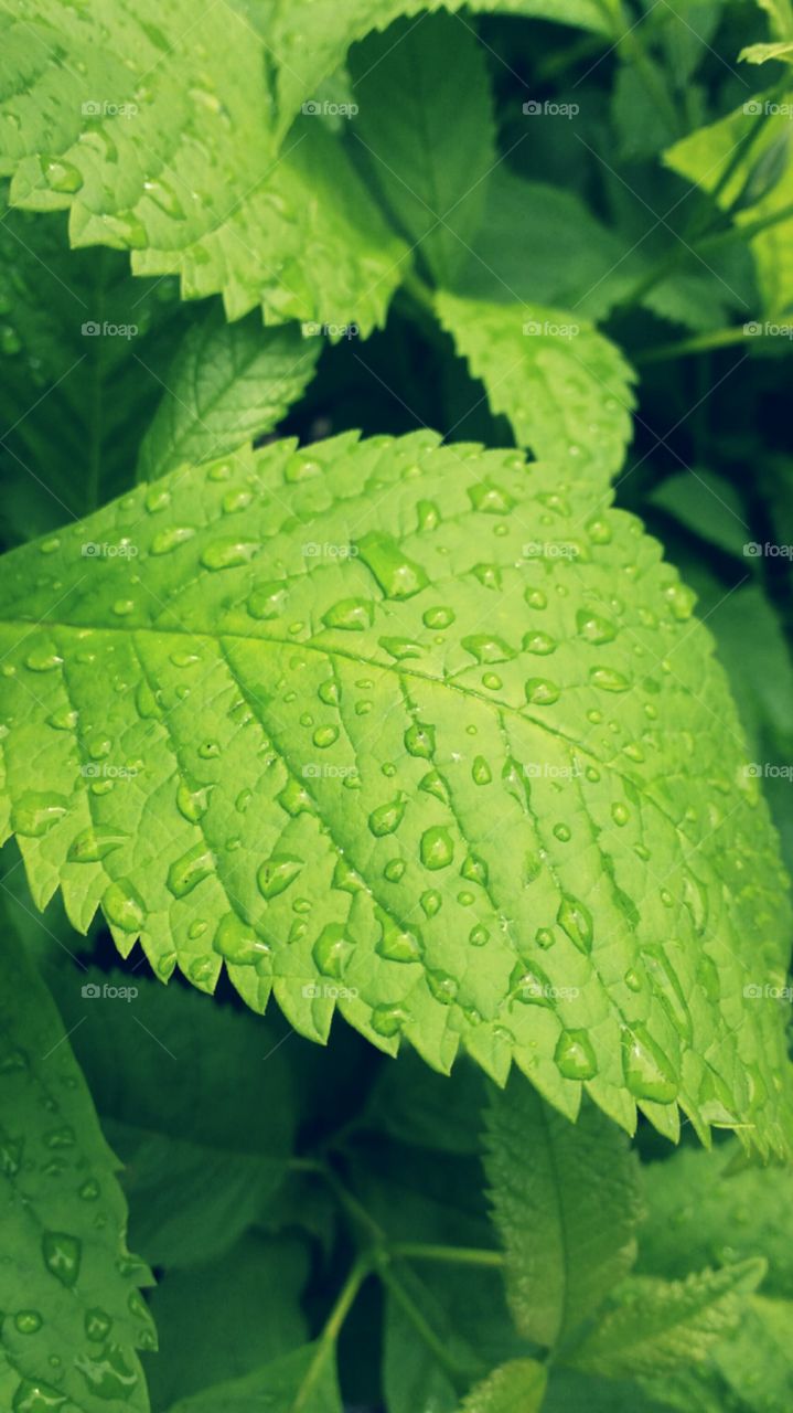 leave with drop of rain ....