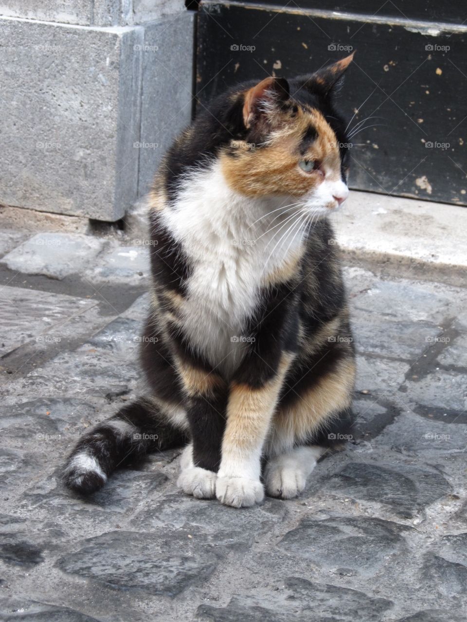 Street cat 