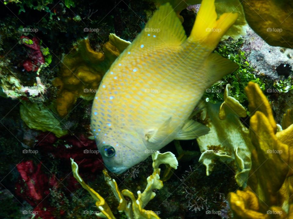 Ocean Fish Roatan Honduras