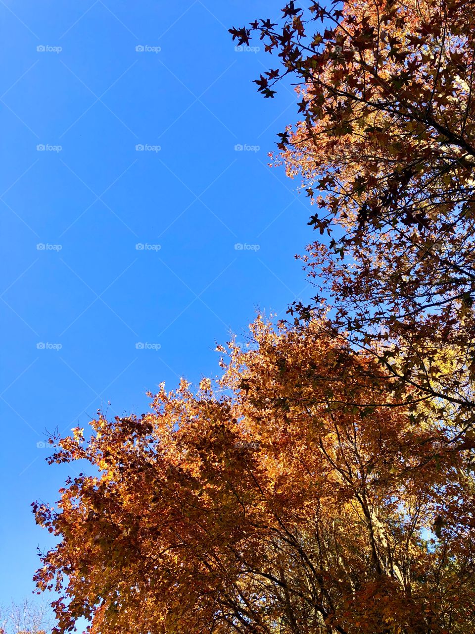 Brilliant autumn foliage 