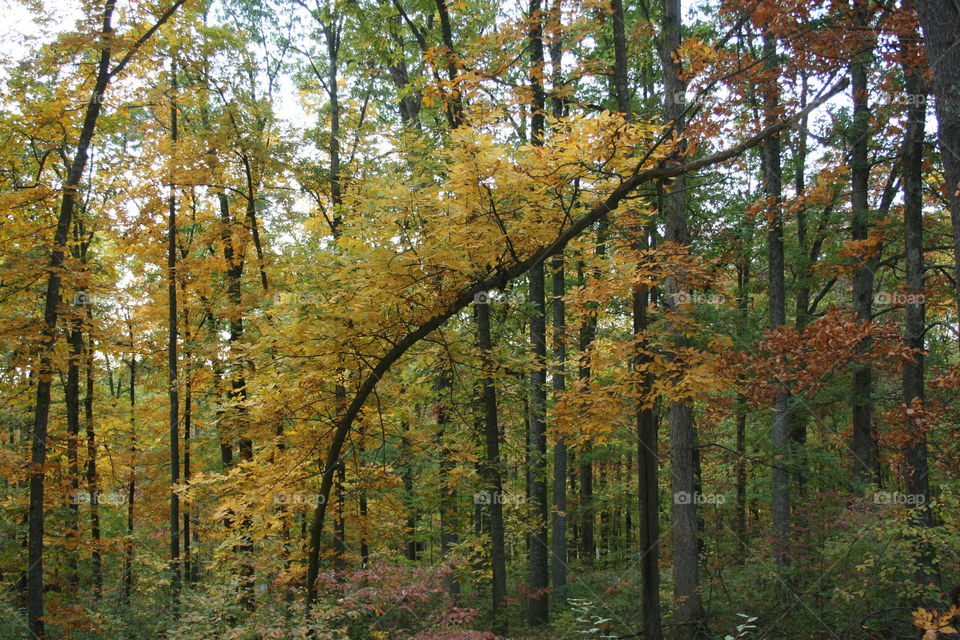 Bending Tree in the Fall