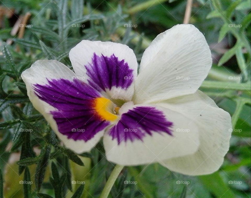 Two - color flower