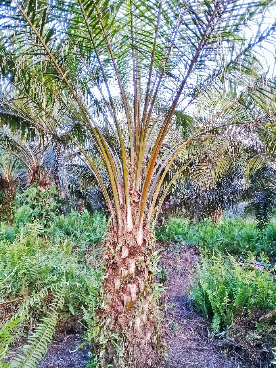 staple palm abnormally runt.its vegetative growth is much smaller and shorter than its healty age