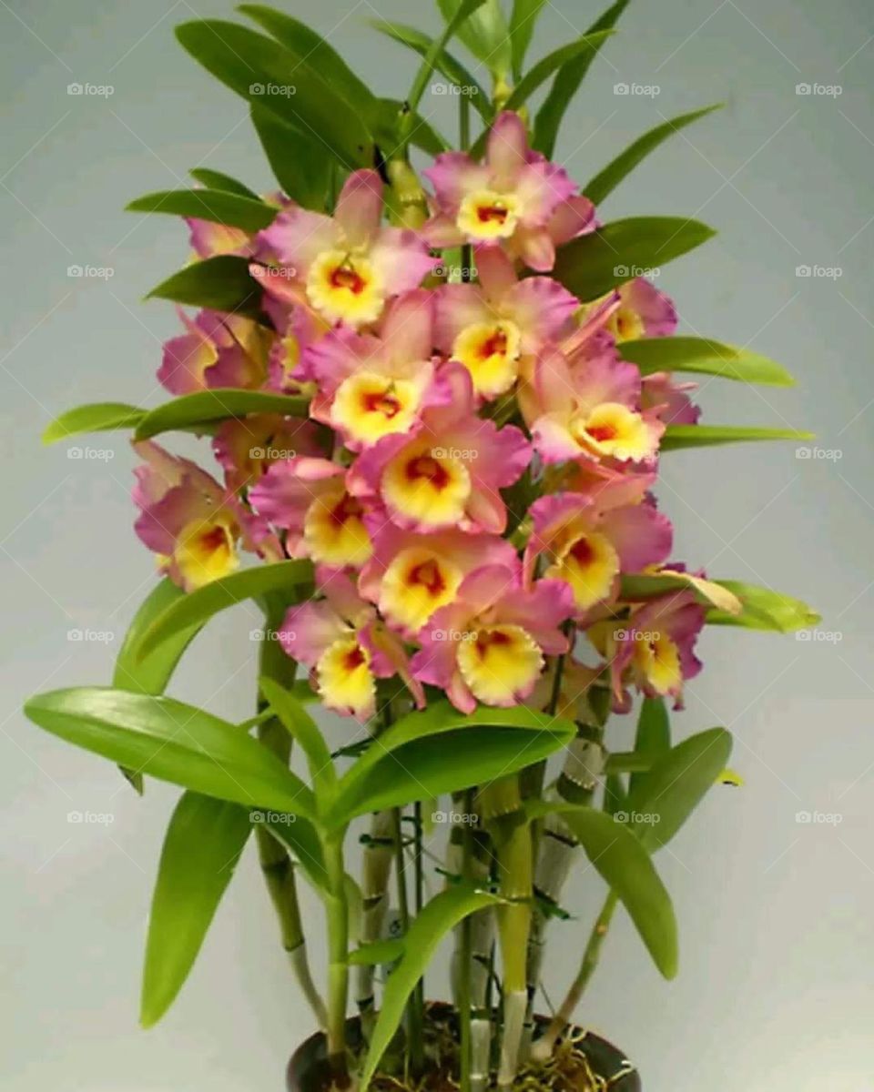 bamboo shoots bouquet