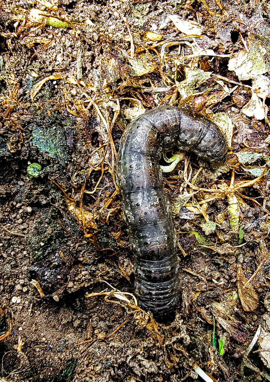 bug crawling on dirt