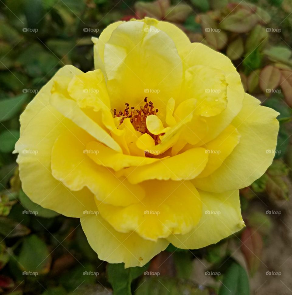 Yellow Rose of Fall!