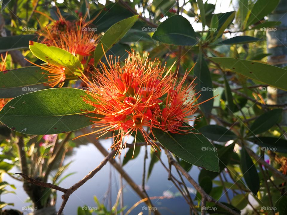 Red flowers in summers