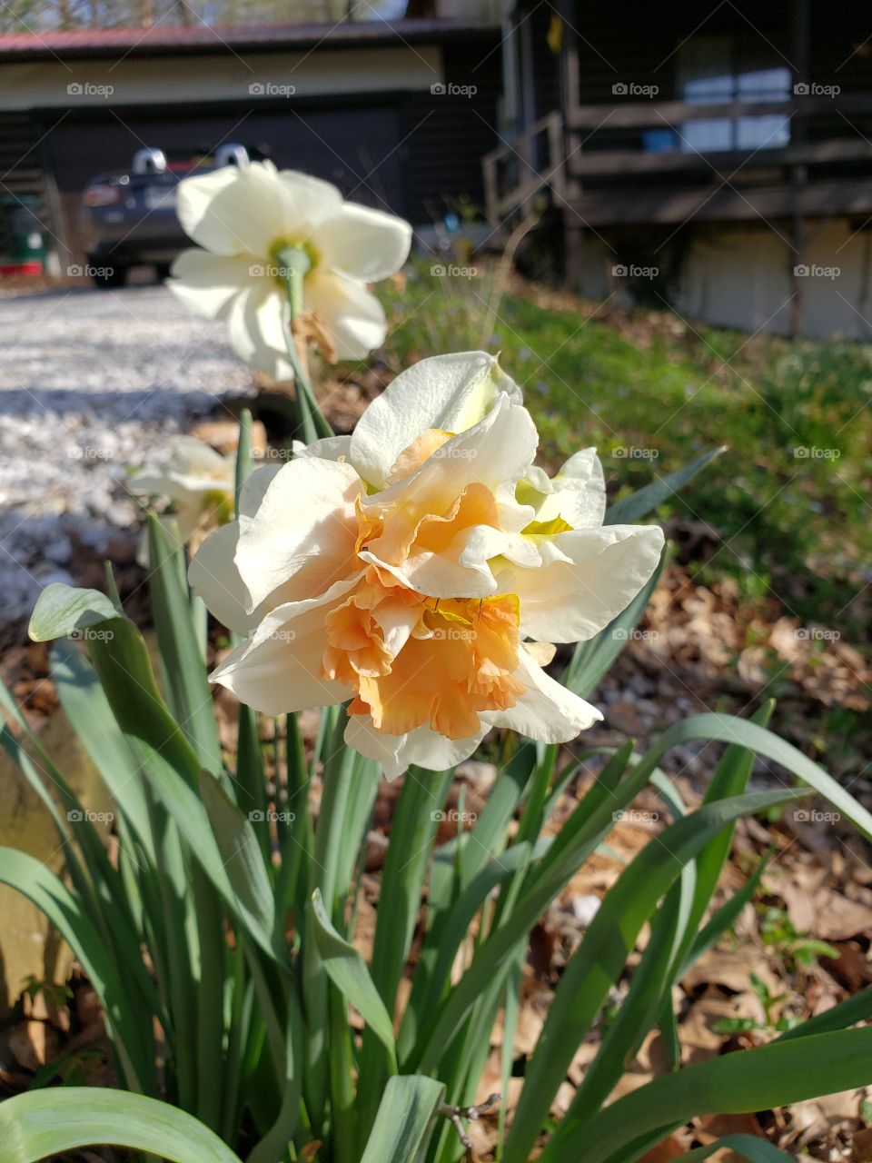 Beauty  in spring