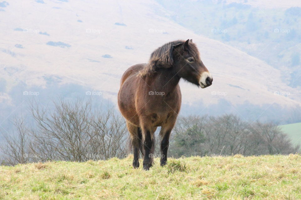 Exmoor pony