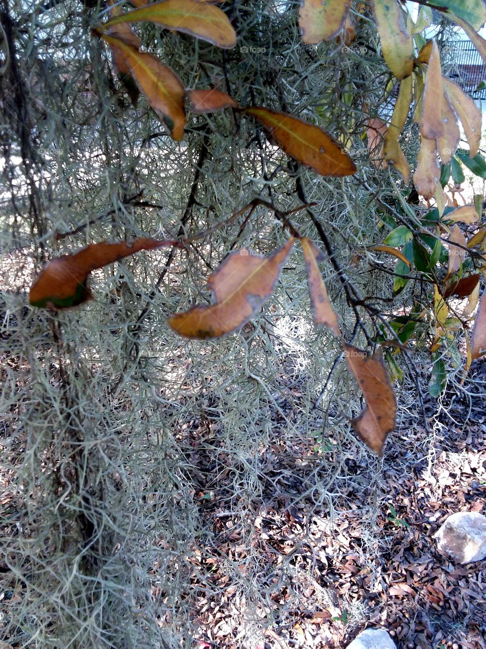 oak leaves entwined in Spanish Moss