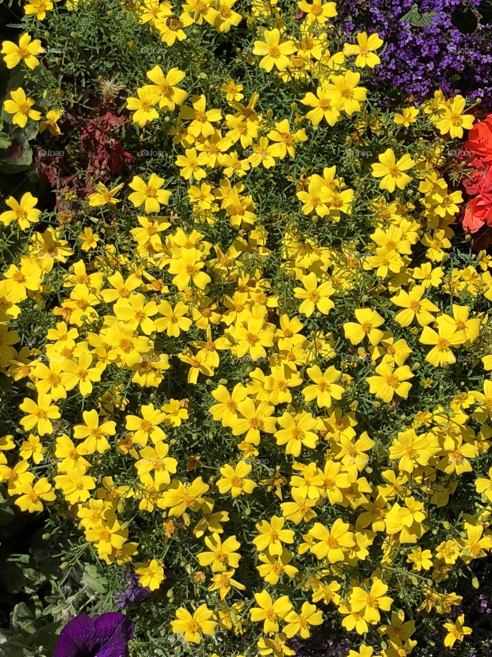 Blooming flower bed in downtown Bigfork 