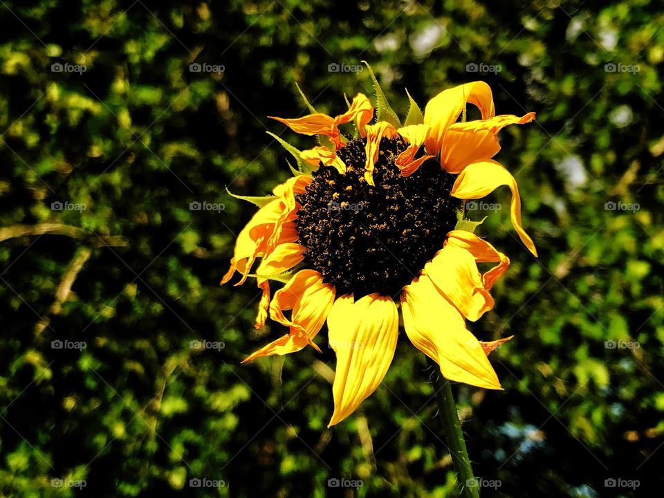 Dying sunflower in bright sunny day 