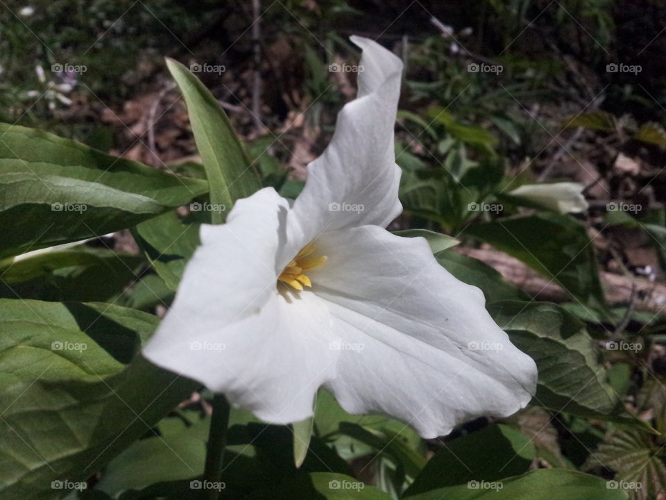 trillium . a rear flower enjoying a sunny day