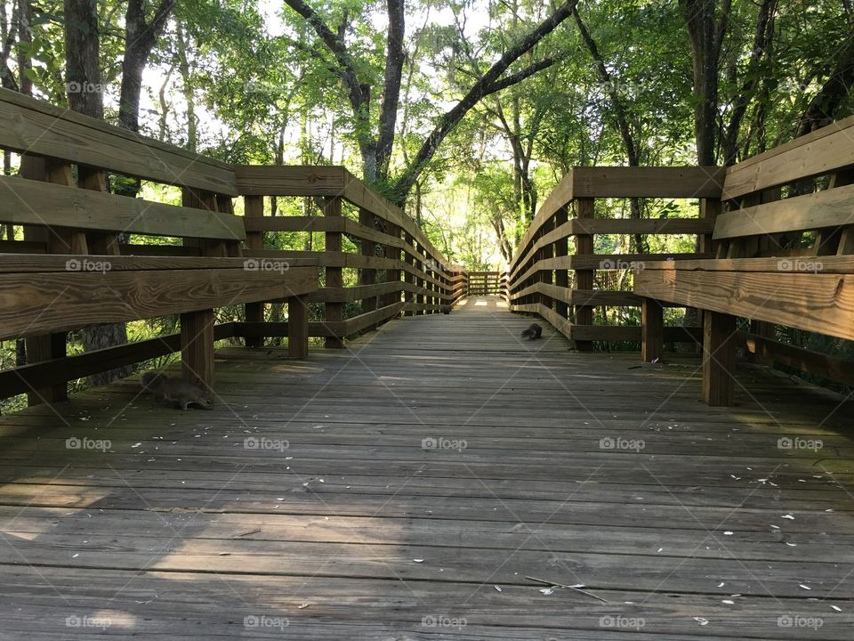 Wood, Bridge, Wooden, No Person, Guidance