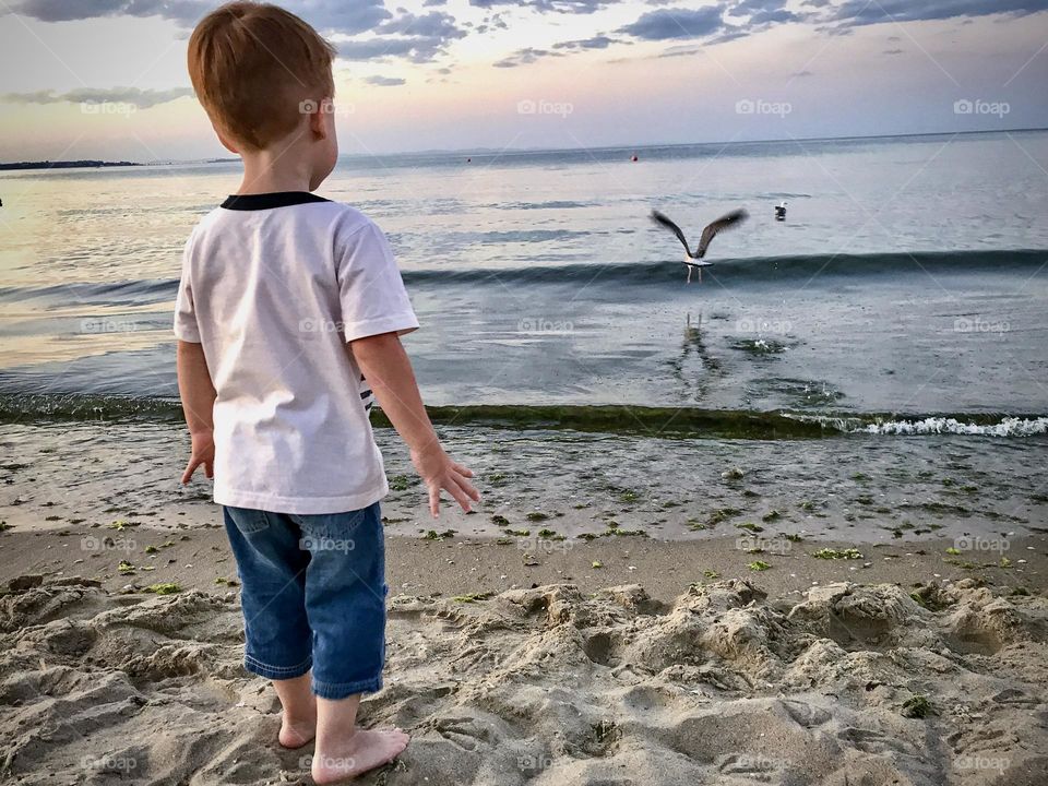 A seagull bird on the seashore at sunset, a child boy stands with his back, clouds in the sky