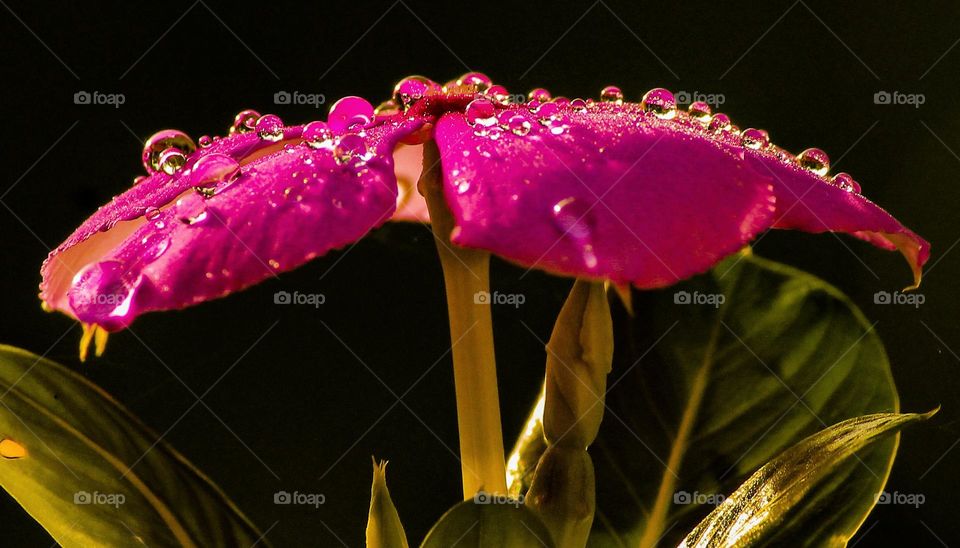 Rain Drops in the sunshine. A backlight photography.
