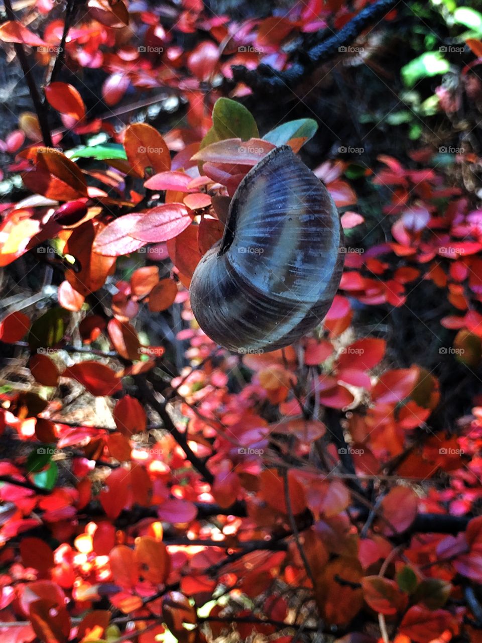 Snail on autumn tree