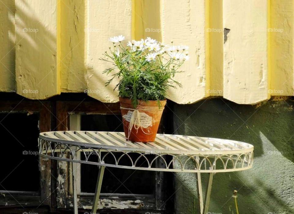 Marguerites in a pot on a table