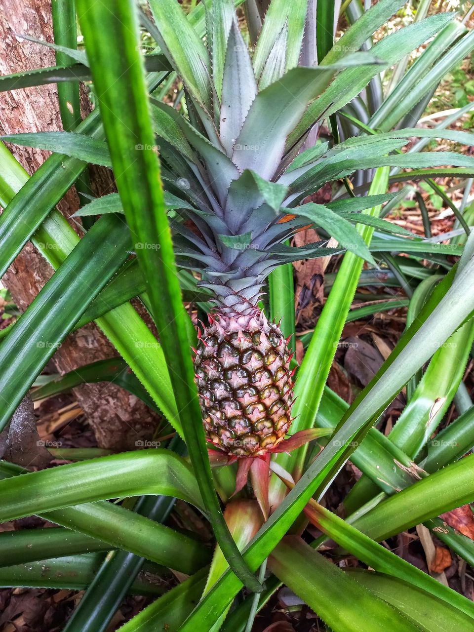 Pineapples ready to be harvested